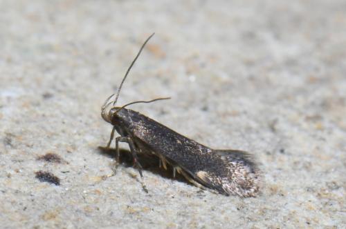 Réf. 253 835 : Aproaerema anthyllidella